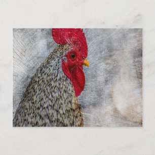 Postal Gray Country Rooster