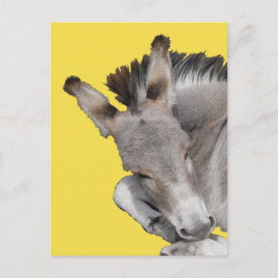 Postal Gray Donkey Foal