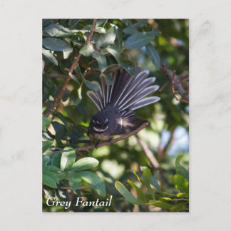 Postal Gray Fantail