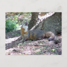 Gray Fox Postcard