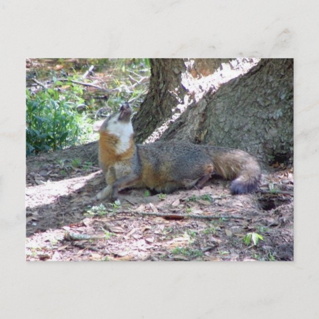 Postal Gray Fox Postcard (Anverso)