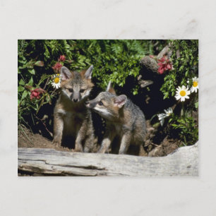 Postal Gray Foxes - Jóvenes kits en la cueva
