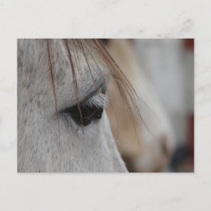 Postal Gray Horse Eye