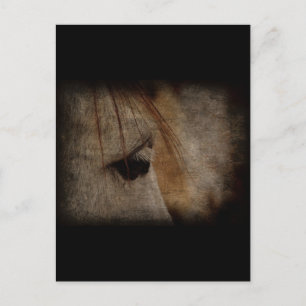 Postal Gray Horse Face Grunge