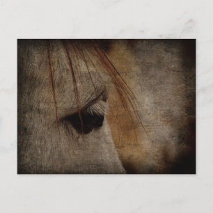Postal Gray Horse Face Grunge