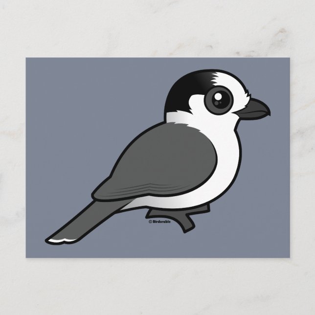 Postal Gray Jay (Anverso)