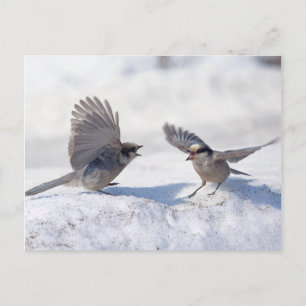 Postal Gray Jays 9737
