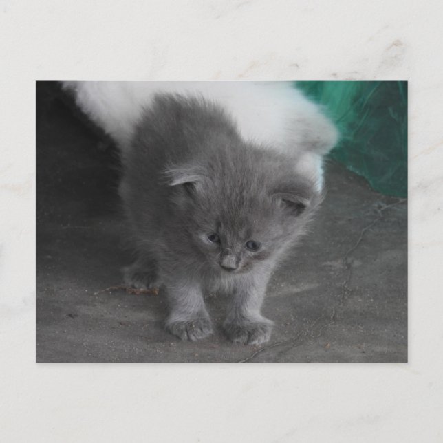 Postal Gray Kitten (Anverso)
