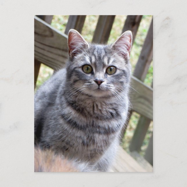 Postal Gray Kitten (Anverso)