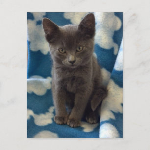 Postal Gray Kitten Postcard