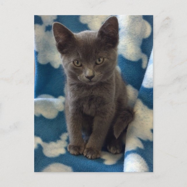 Postal Gray Kitten Postcard (Anverso)