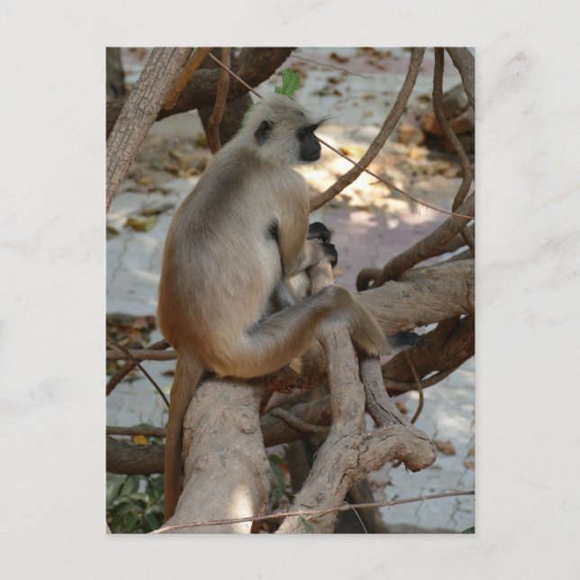 Postal Gray Langur - descanse (Anverso)