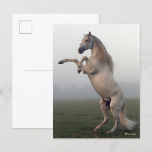 Postal Gray Lusitano Stallion Rearing In Mist