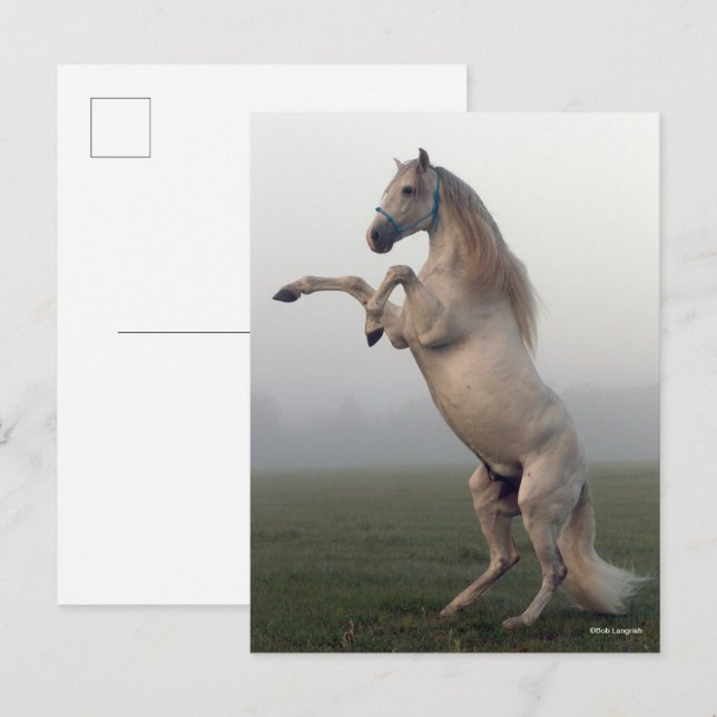Postal Gray Lusitano Stallion Rearing In Mist (Anverso / Reverso)