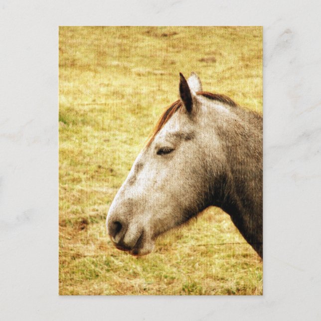 Postal Gray Mare (Anverso)