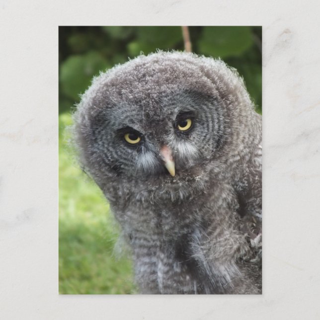 POSTAL GRAY OWL (Anverso)