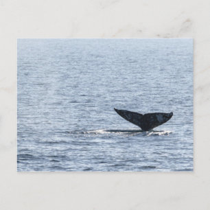 Postal Gray Whale Tail