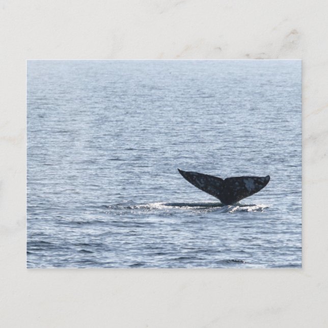 Postal Gray Whale Tail (Anverso)