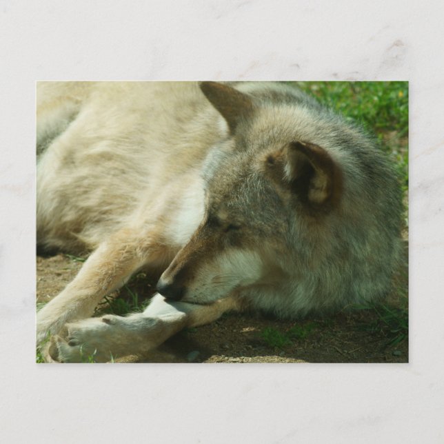 Postal Gray Wolf (Anverso)