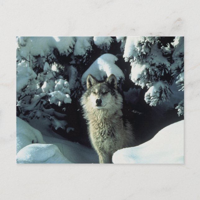 Postal Gray Wolf (Anverso)