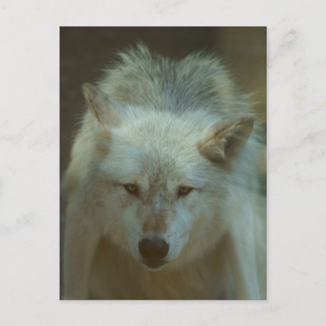Postal Gray Wolf (Anverso)