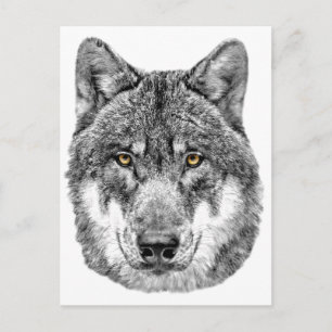 Postal Gray Wolf