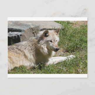 Postal Gray Wolf