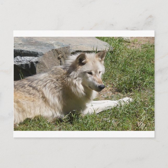 Postal Gray Wolf (Anverso)