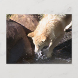 Postal Gray Wolf