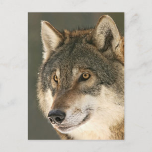 Postal Gray Wolf