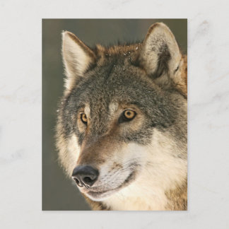 Postal Gray Wolf