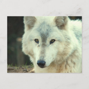 Postal Gray Wolf