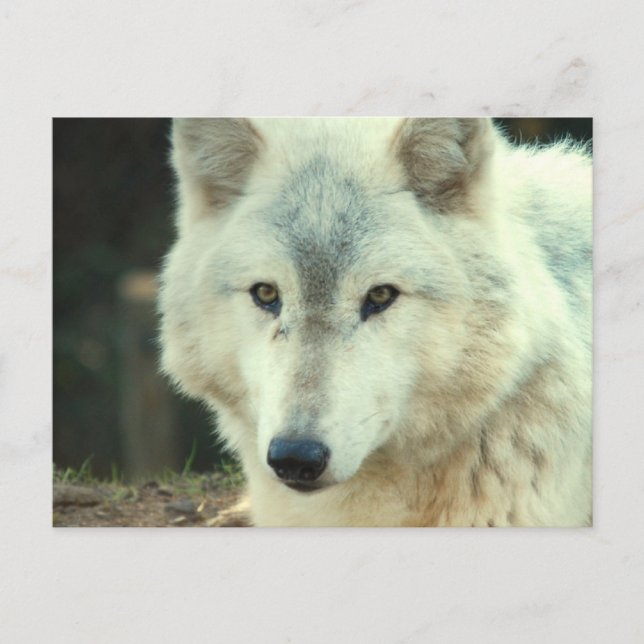 Postal Gray Wolf (Anverso)
