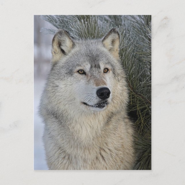 Postal Gray Wolf (Anverso)