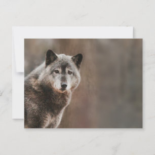 Postal Gray Wolf