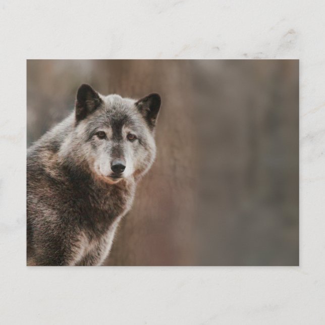Postal Gray Wolf (Anverso)