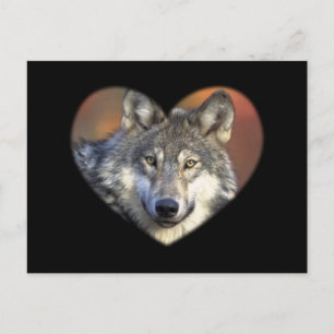 Postal Gray Wolf