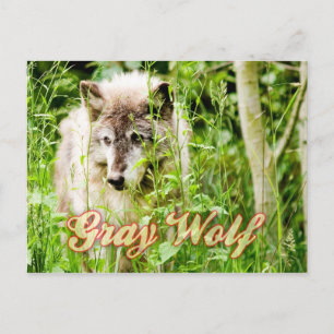 Postal Gray Wolf