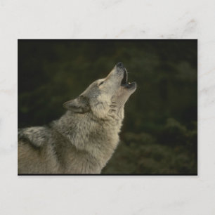 Postal Gray Wolf
