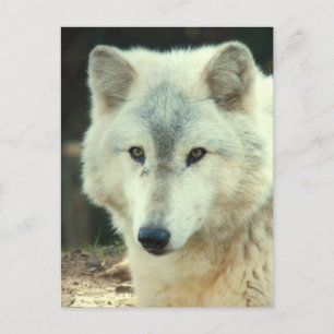 Postal Gray Wolf