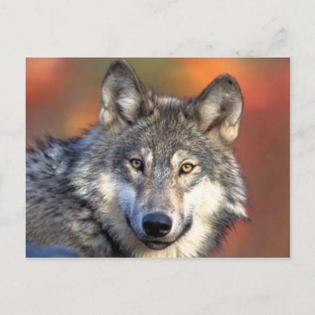 Postal Gray Wolf (Anverso)