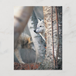 Postal Gray Wolf Behind Tree