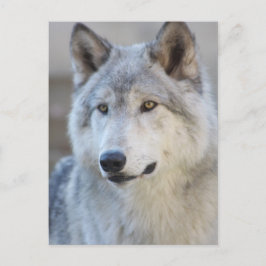 Postal Gray Wolf Closeup