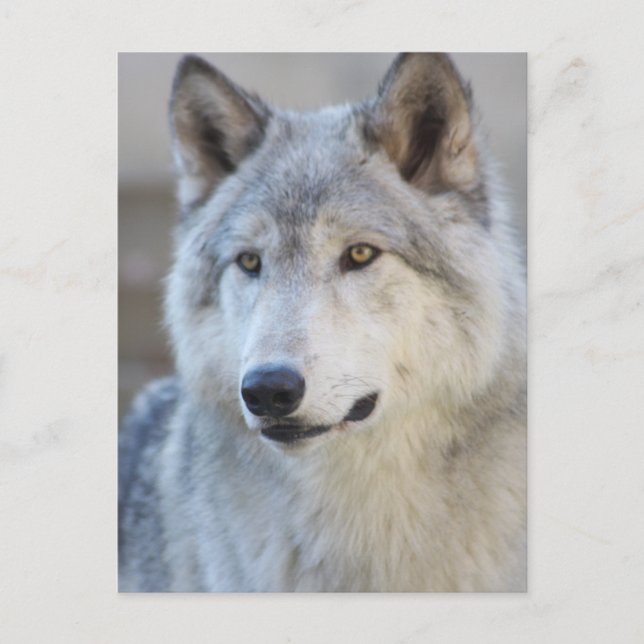 Postal Gray Wolf Closeup (Anverso)