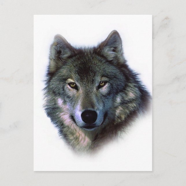Postal Gray Wolf Eyes (Anverso)