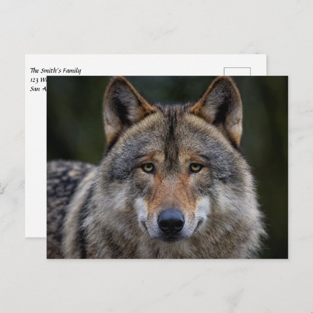 Postal Gray Wolf Upclose (Anverso / Reverso)