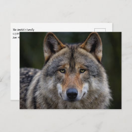 Postal Gray Wolf Upclose
