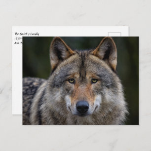 Postal Gray Wolf Upclose