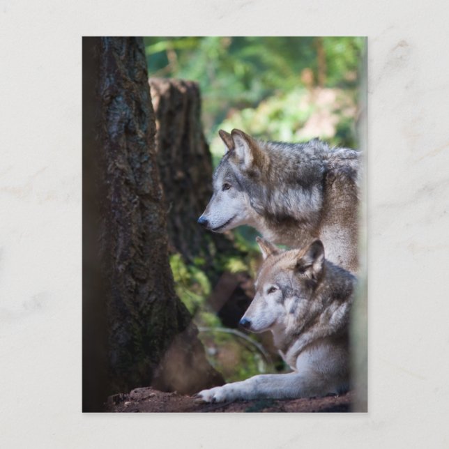 Postal Gray Wolves (Anverso)