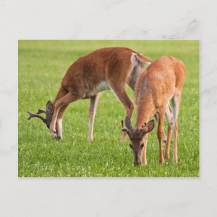 Postal Grazing Bucks